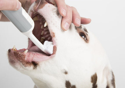 Cleany Teeth Ultrasonic Toothbrush Starter Pack – Advanced Plaque Removal, Gentle Dental Care