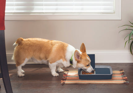 PetSafe Digital 2 Meal Feeder – Dual-Chamber Food Dispenser with LCD Display, Timed Meals