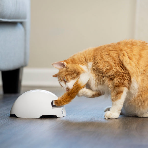 PetSafe Fox Den Automatic Cat Teaser – Interactive Motion Toy with Realistic Fox Tail