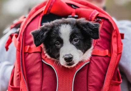 Kurgo G-Train K9 Pack Red – Ergonomic Pet Carrier Backpack, Durable Water-Resistant Design