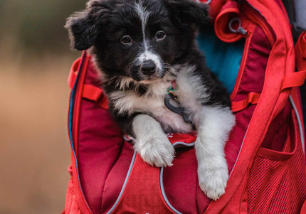 Kurgo G-Train K9 Pack Red – Ergonomic Pet Carrier Backpack, Durable Water-Resistant Design