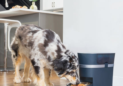 PetSafe Smart Feed Automatic Feeder – Wi-Fi Enabled Food Dispenser with App Control