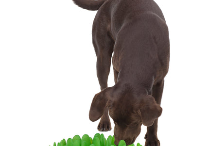 Northmate Green Slow Feeder Bowl – Durable Dark Green Anti-Gulping Design, Promotes Healthy Eating