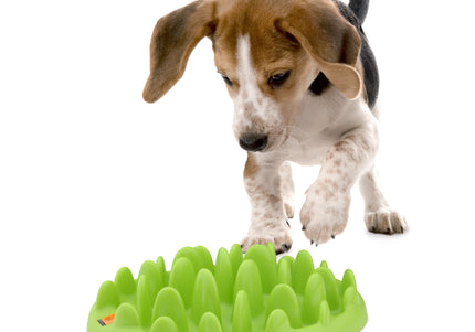 Northmate Green Mini Slow Feeder Bowl – Durable Interactive Design, Promotes Healthy Eating