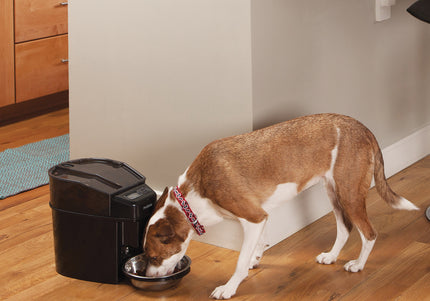 PetSafe Healthy Pet Simply Feed Automatic Food Dispenser – Programmable 12-Meal Capacity, Reliable Portion Control