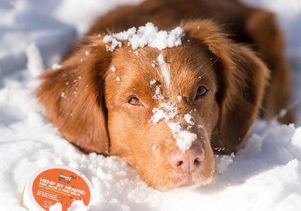 Hemp by Hownd Skin, Nose & Paw Balm 50g – Nourishing All-Season Formula with Sun Protection