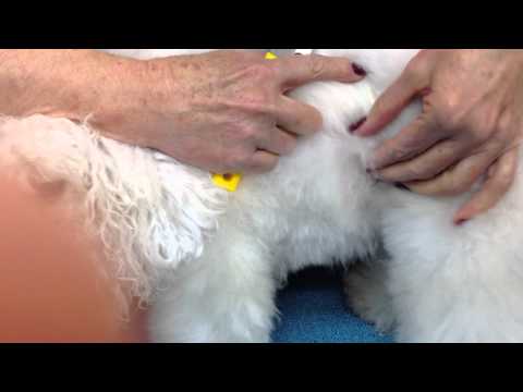 Mars Flexi King Soft Brush – Gentle Detangling Tool with Flexible Bristles for Matted Hair