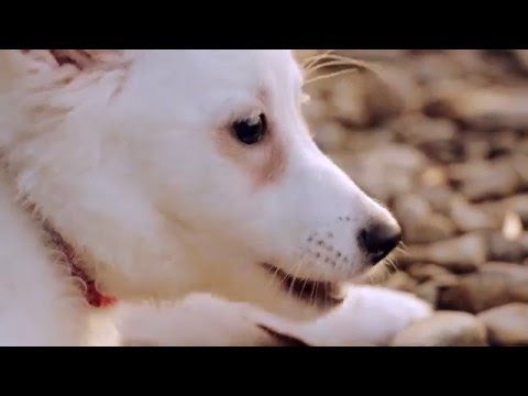 Escapure Pferde Hupferl Natural Dog Treats – Horse Meat and Goji Berries, 150g Pack