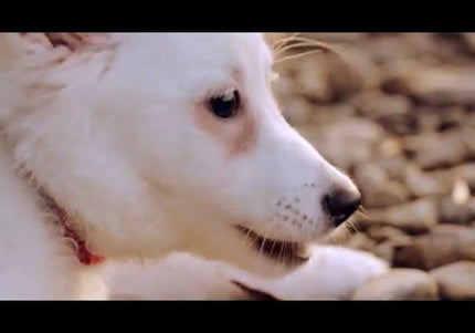 Escapure Hupferl Softies Lachs – Soft Salmon Treats, 98% Fish, 150g, Gentle Formula