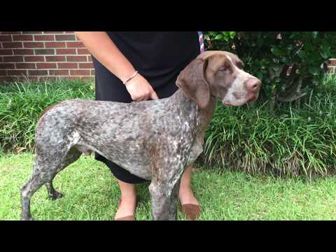 Mr. Groom Show Groom Conditioner Spray 312g – Intense Shine with Mink Oil, Vitamin E, Sunscreen