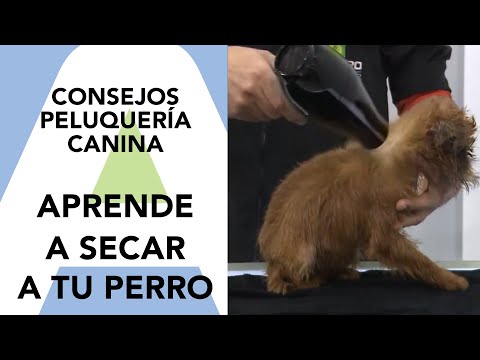 Artero Tropic 2500W Hand-Held Hairdryer – Powerful Ionic Motor, Professional Performance