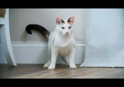 PetSafe Zip Automatic Laser Light – Interactive Moving Laser Toy, Battery Operated