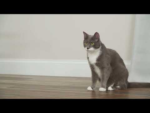 PetSafe Cheese Automatic Cat Toy – Interactive Cheese Design with Moving Mice, Engaging Play