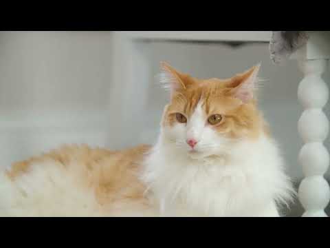 PetSafe Fox Den Automatic Cat Teaser – Interactive Motion Toy with Realistic Fox Tail