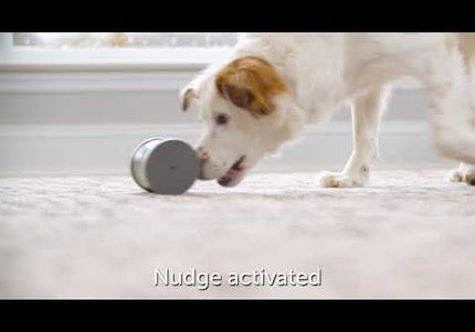 PetSafe Kibble Chase Roaming Treat Dispenser – Interactive Rolling Treat Toy, Engaging Play Design