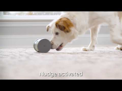 PetSafe Kibble Chase Roaming Treat Dispenser – Interactive Rolling Treat Toy, Engaging Play Design