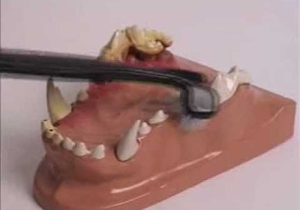 Petosan Double-Headed Toothbrush – Small Size, Soft Bristles, Gentle Dental Care Tool