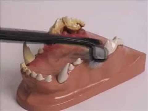 Petosan Double-Headed Toothbrush – Small Size, Soft Bristles, Gentle Dental Care Tool