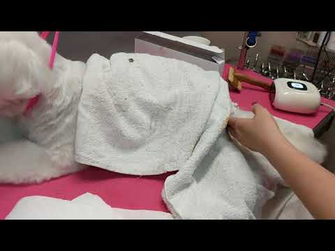 Groom Professional Creative Airbrush Kit – Precision Hair Coloring System with Adjustable Nozzle