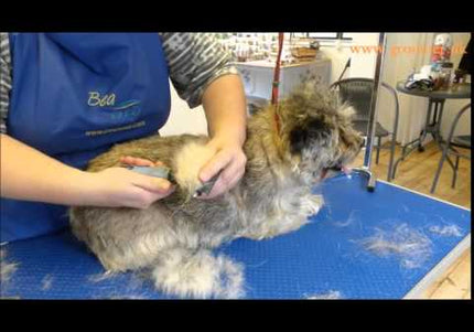 Danish Twin King 2-in-1 Hook Comb and Double Hook Trimmer – Versatile Grooming Tool