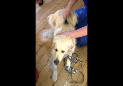 Danish Twin King 2-in-1 Hook Comb and Double Hook Trimmer – Versatile Grooming Tool