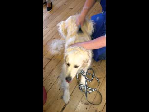 Danish Twin King 2-in-1 Hook Comb and Double Hook Trimmer – Versatile Grooming Tool