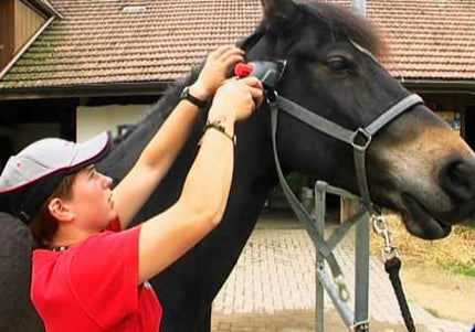 Heiniger Progress Style 80W Horse and Cattle Clipper – Powerful Professional Grooming Tool with 31/15 Blades, Purple