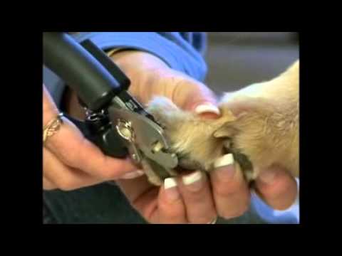 Miracle Care QuickFinder Deluxe Nail Clippers – Sensor Technology, Professional Precision and Safety