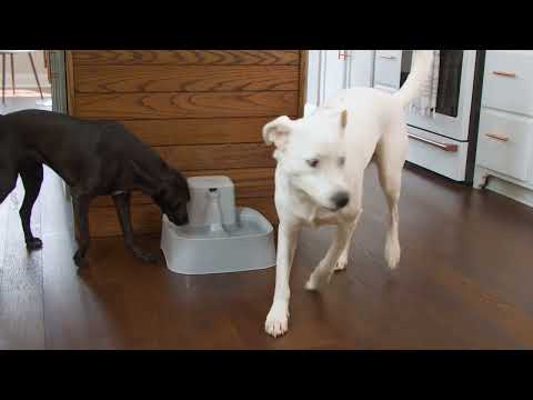 PetSafe Drinkwell Water Fountain – Medium Capacity, Quiet Flow, Easy-Clean Design