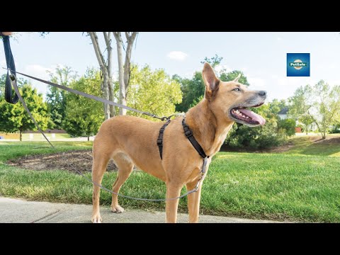 PetSafe Anti-Pull Dog Leash 116cm – Durable Nylon Lead with No-Pull Design, Comfortable Grip