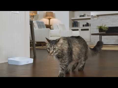 PetSafe Automatic 2 Meal Feeder – Dual-Chamber Timed Food Dispenser, Reliable Portion Control