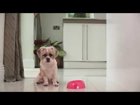 PetSafe Drinkwell Avalon Ceramic Fountain – 2L Capacity, Hygienic and Easy-to-Clean Design