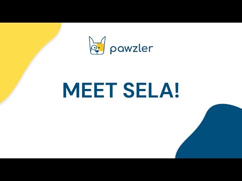 Pawzler Sela Dog Puzzle Module – Level 3 Bonus Block, Durable Interactive Design