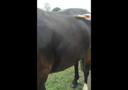 EquiGroomer WaterWisk 7 Inch Grooming Squeegee Comb – Ergonomic Multi-Purpose Tool for Fast Drying