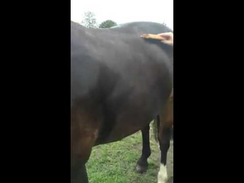 EquiGroomer WaterWisk 7 Inch Grooming Squeegee Comb – Ergonomic Multi-Purpose Tool for Fast Drying