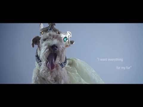 Aesculap Favorita Speed 35W Professional Single-Speed Clipper – Durable Grooming Tool, Blade Not Included