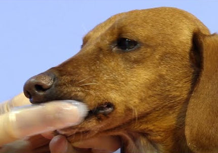 Artero Finger Toothbrush Set – Soft Silicone Finger Covers, Gentle Dual-Pack Cleaning Solution