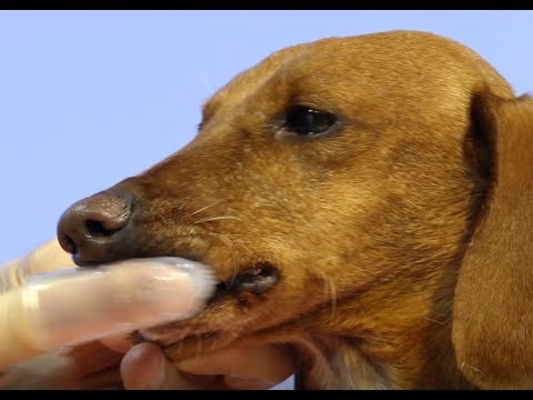 Artero Finger Toothbrush Set – Soft Silicone Finger Covers, Gentle Dual-Pack Cleaning Solution