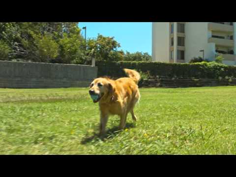 Chuckit! Sport 18M Ball Launcher 45cm – Ergonomic Thrower for Medium Balls, Durable Design