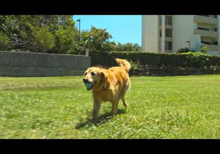 Chuckit! Sport 25M Ball Launcher 63cm – Ergonomic Thrower for Medium Balls, Durable Design