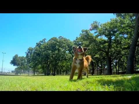 Chuckit! Ultra Ball Small 5cm – High-Bounce Rubber Toy, 2 Pack, Durable and Squeak-Free