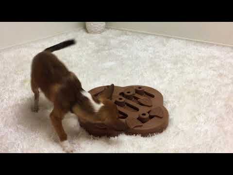 Nina Ottosson Hide N' Slide Interactive Composite Puzzle – Engaging Level 2 Dog Game