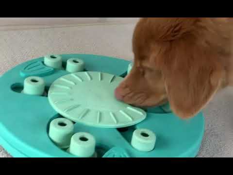 Nina Ottosson Dog Worker Level 3 Puzzle – Interactive Educational Game, Advanced Challenge