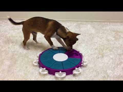 Nina Ottosson Dog Twister Level 3 – Interactive Logic Puzzle Toy, Advanced Challenge Design
