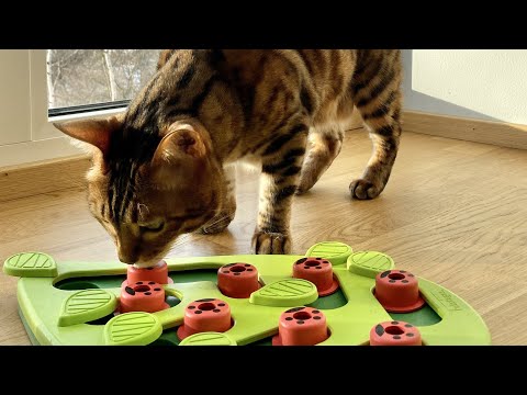 Nina Ottosson Cat Buggin' Out Puzzle – Interactive Level 2 Educational Enrichment Toy