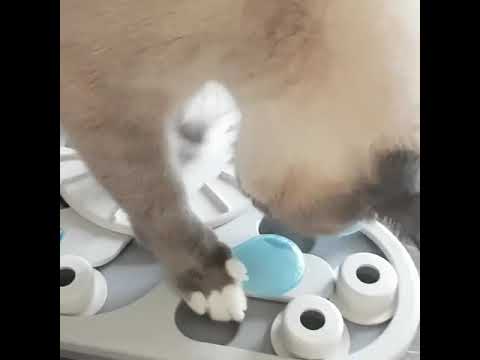 Nina Ottosson Rainy Day Puzzle & Play – Interactive Level 3 Cat Enrichment Toy, Durable Design