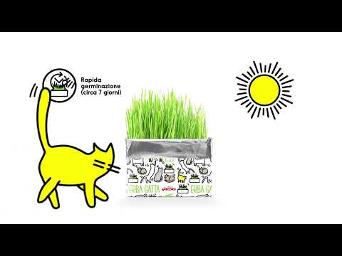 Record Erba Gatta Cat Grass Kit – 120g Rye Seeds, Easy-Grow Solution for Hairball Control