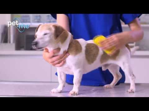 Pet+Me Medium Silicone Brush Yellow – Versatile Gentle Grooming Tool for All Fur Types