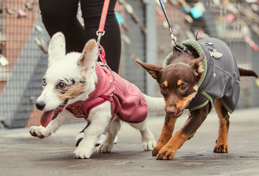 Hurtta Razzle-Dazzle Reflective Figures – Set of Clip-On Safety Reflectors for Collars, Leashes, Harnesses