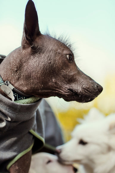 Hurtta Razzle-Dazzle Reflective Figures – Set of Clip-On Safety Reflectors for Collars, Leashes, Harnesses